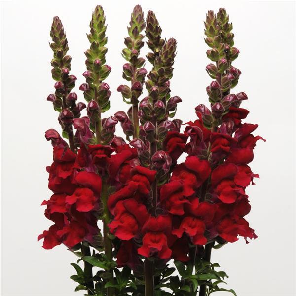 Maryland Red Snapdragon - Cutflower