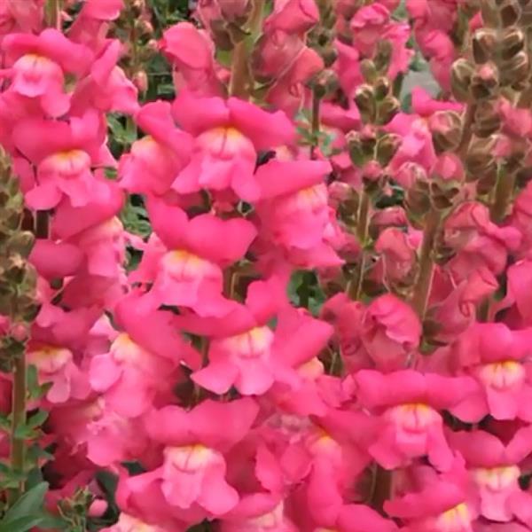 Maryland Rose Snapdragon - Bloom