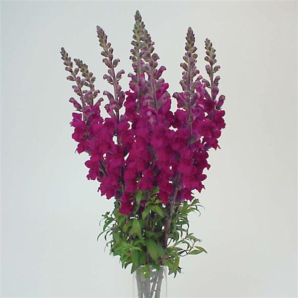 Maryland Royal Snapdragon - Container