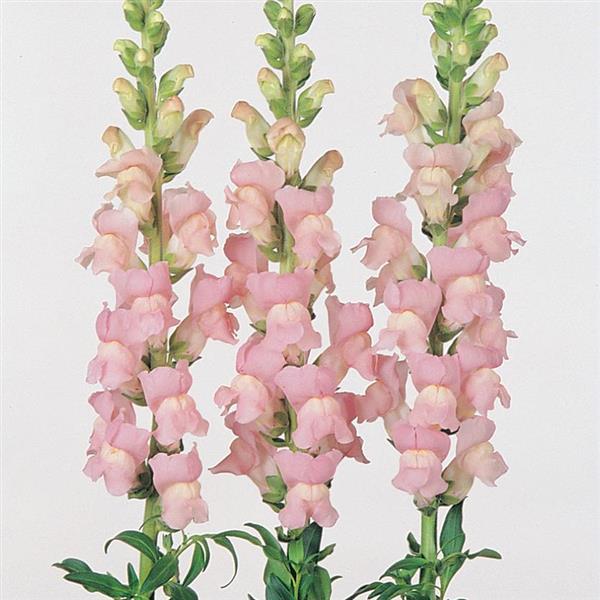 Maryland Shell Pink Snapdragon - Cutflower