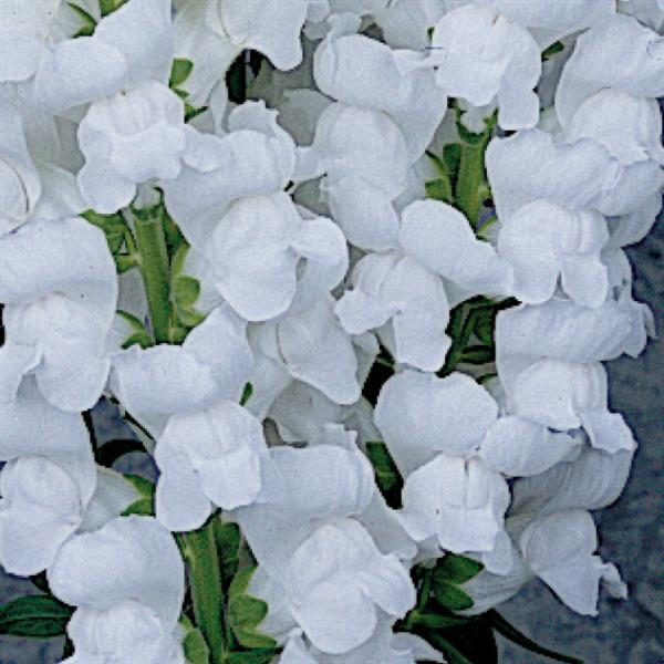 Maryland White Snapdragon - Bloom