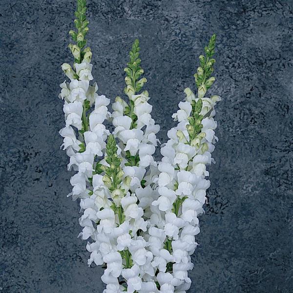 Maryland White Snapdragon - Cutflower