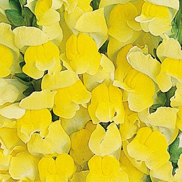 Maryland Bright Yellow Snapdragon - Bloom
