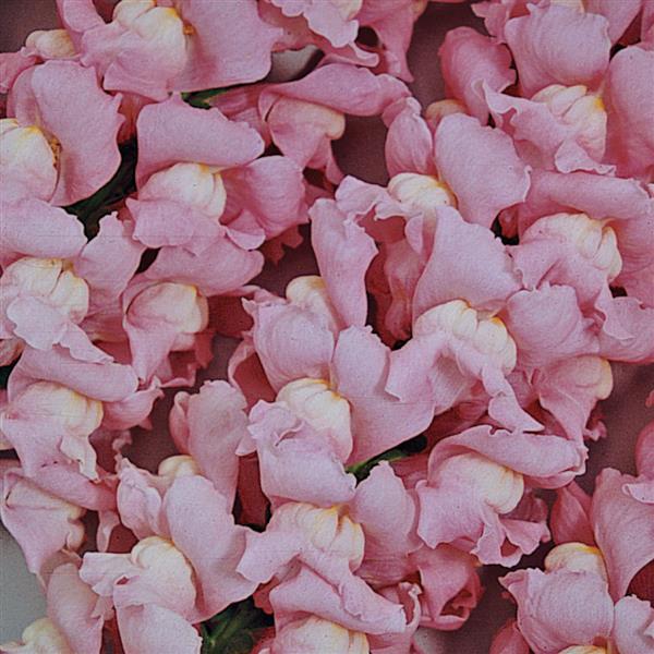 Maryland True Pink Snapdragon - Bloom