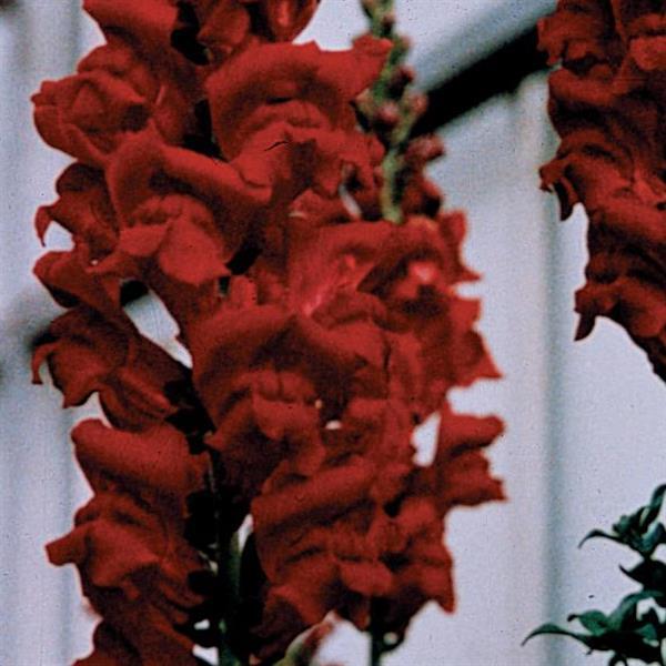 Monaco Red Snapdragon - Bloom