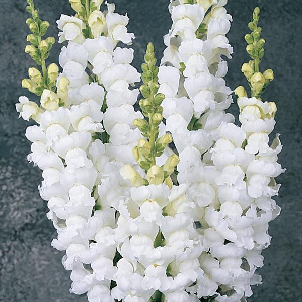 Monaco White Snapdragon - Bloom