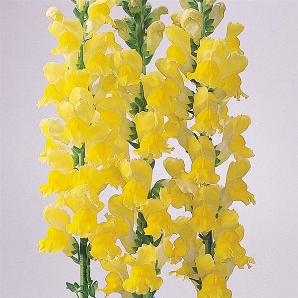 Monaco Yellow Snapdragon - Bloom