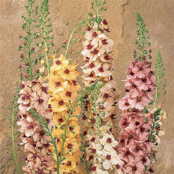 Verbascum Southern Charm - Bloom