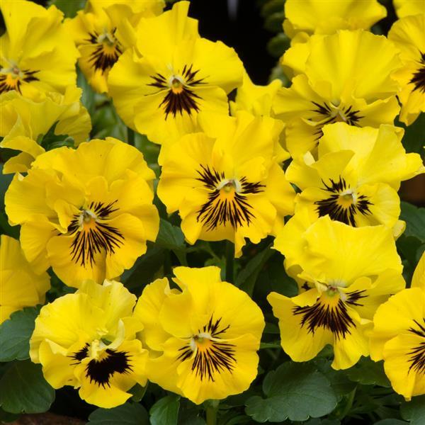 Frizzle Sizzle Mini Yellow Viola - Bloom