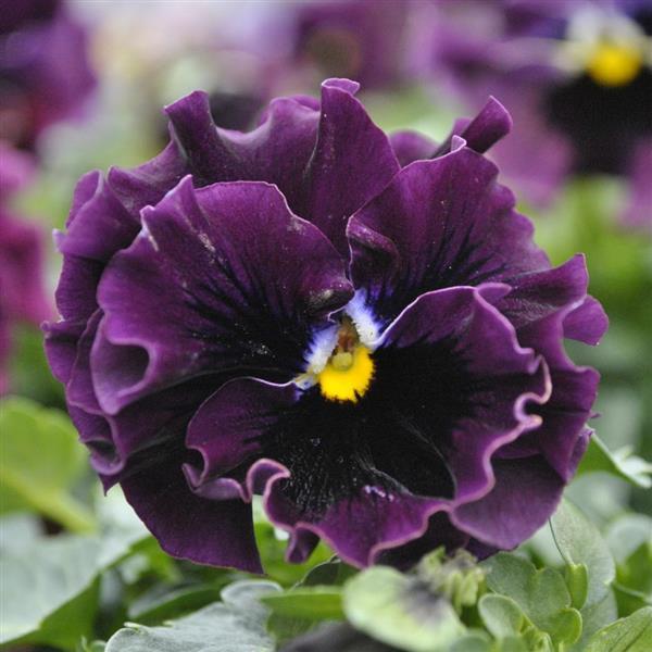 Frizzle Sizzle Mini Purple Shades Viola - Bloom