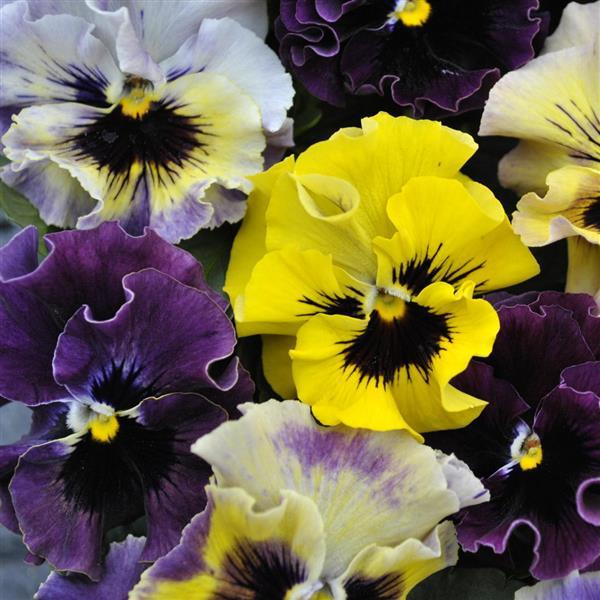 Frizzle Sizzle Mini Mixture Viola - Bloom