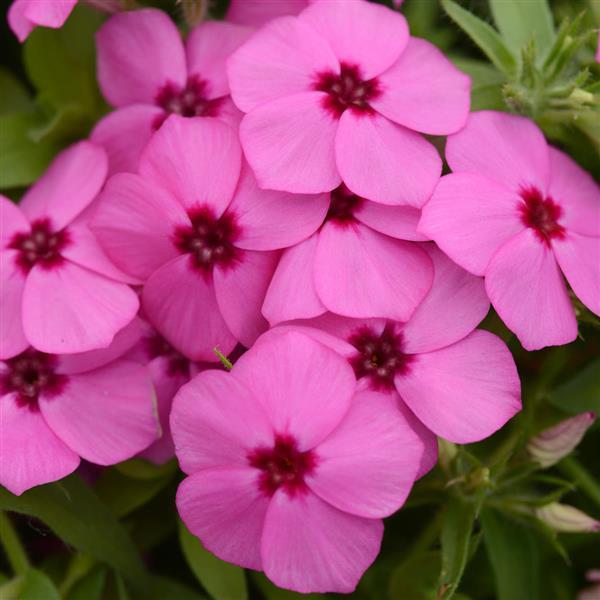 Gisele® Pink Phlox - Bloom