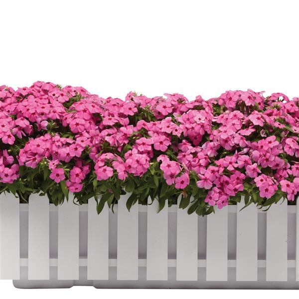 Gisele® Pink Phlox - Container