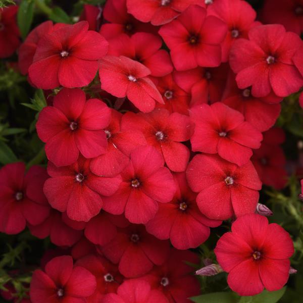 Gisele® Red Phlox - Bloom