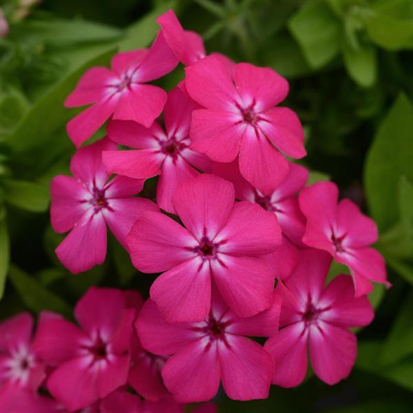 Gisele® Hot Pink Phlox - Bloom