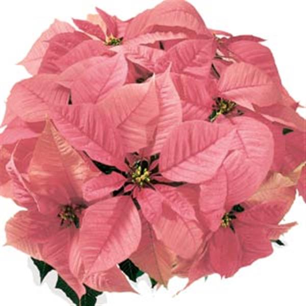 Christmas Feelings™ Pink Poinsettia - Bloom