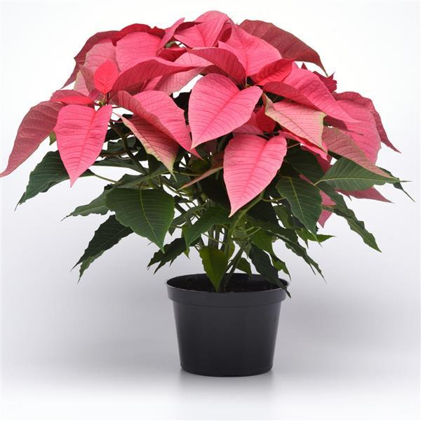 Christmas Feelings™ Pink Poinsettia - Container