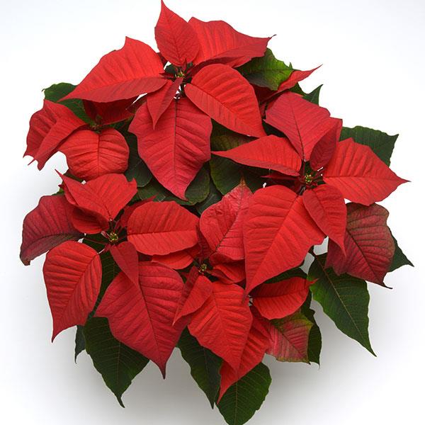 Christmas Feelings™ Red Poinsettia - Bloom