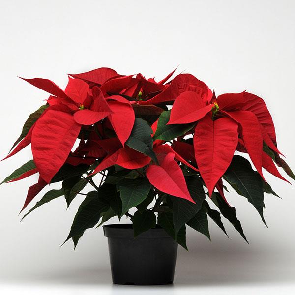 Christmas Feelings™ Red Poinsettia - Container