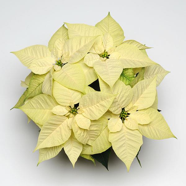 Christmas Feelings™ White Poinsettia - Bloom