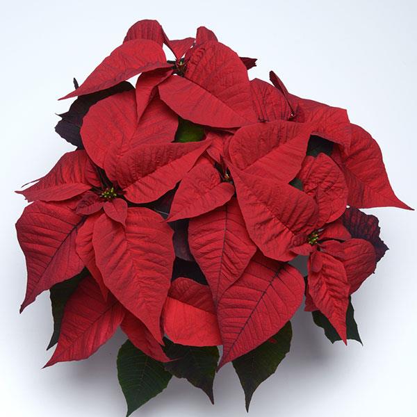 Christmas Feelings™ Merlot Poinsettia - Bloom