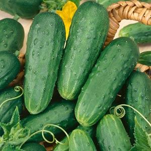 Homemade Pickles Cucumber - Bloom