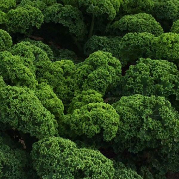 Prizm Kale - Bloom