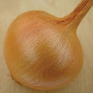 Yellow Sweet Spanish Onion - Bloom