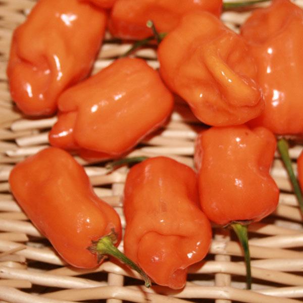 Habanero Orange Pepper - Bloom