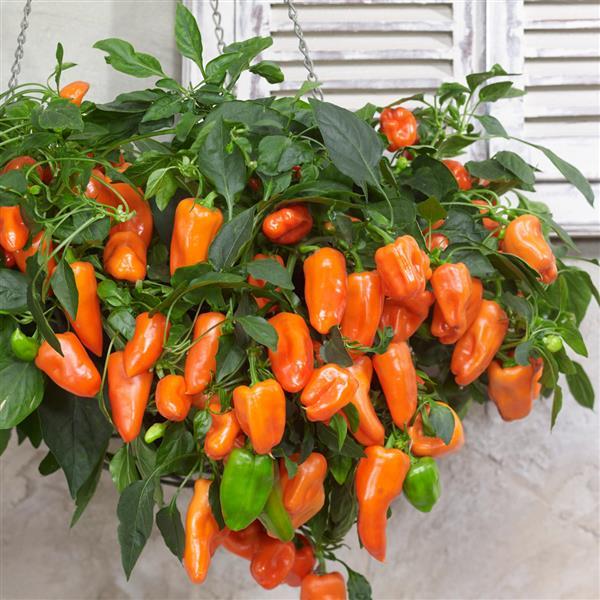 Peppers from Heaven Orange Pepper - Basket