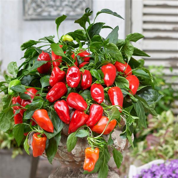 Peppers from Heaven Red Pepper - Container