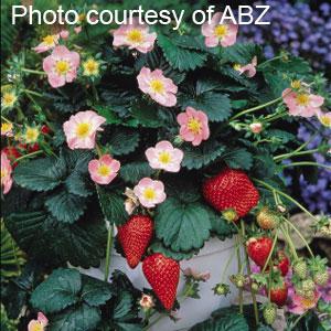 Berri Basket™ Pink Strawberry - Bloom