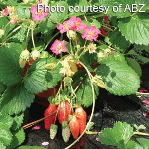 Berri Basket™ Rose Strawberry - Bloom