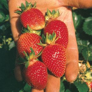 Berri Basket™ White Strawberry - Bloom