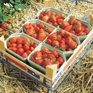 Berri Basket™ White Strawberry - Container