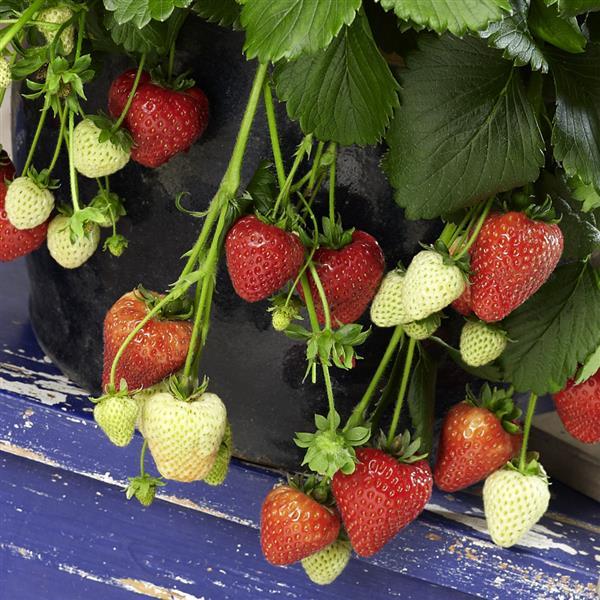 Berri Basket™ Ruby Ann Strawberry - Bloom