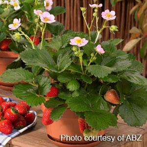 Berries Galore™ Pink Strawberry - Bloom