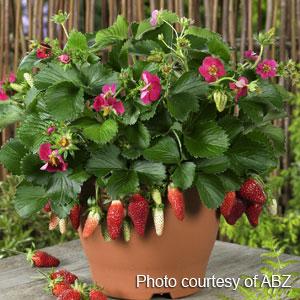 Berries Galore™ Rose Strawberry - Bloom