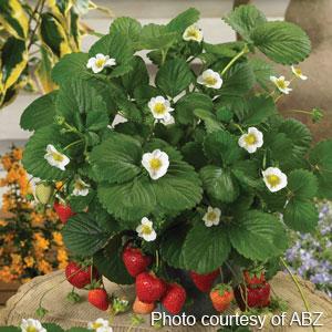 Berries Galore™ White Strawberry - Bloom
