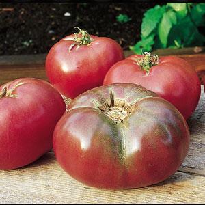 Cherokee Purple Tomato - Bloom