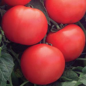 Bush Champion II Tomato - Bloom