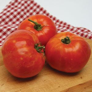 Delicious Tomato - Bloom