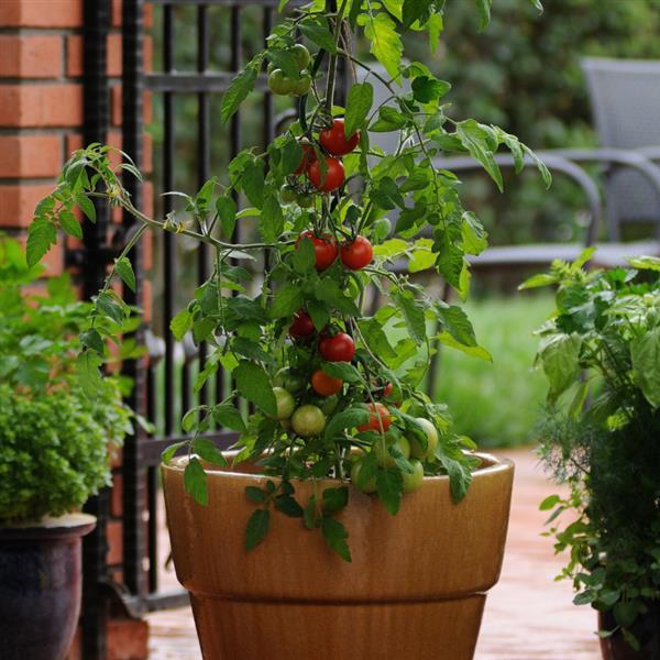 Fourth Of July Tomato - Container