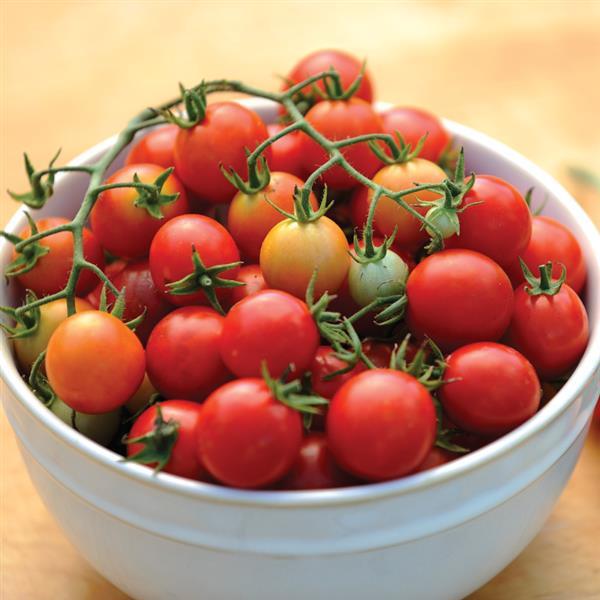 Power Pops Tomato - Container
