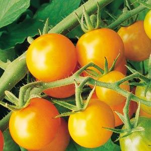 Sungold Tomato - Bloom