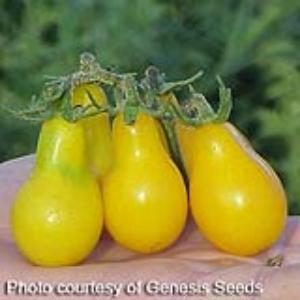 Yellow Pear Tomato - Bloom