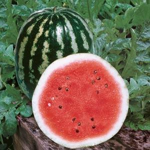 Crimson Sweet Watermelon - Bloom