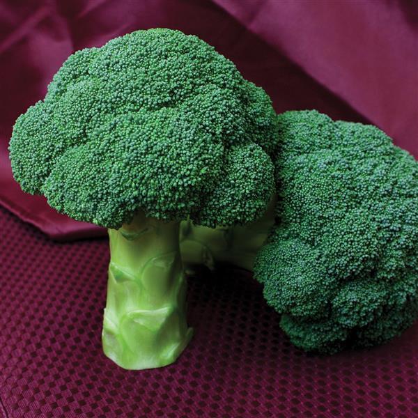 Centennial Broccoli - Bloom
