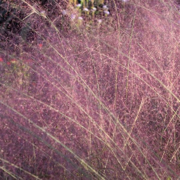 Ruby Muhlenbergia capillaris - Bloom