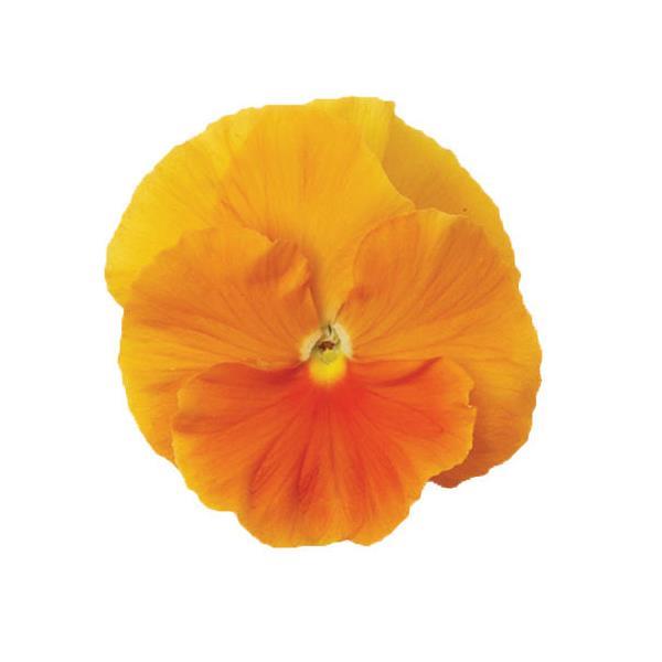 Matrix® Orange Pansy - Bloom